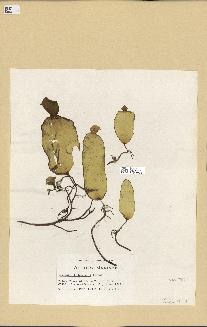 spécimen de Laminaria rodriguezii