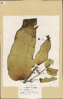 spécimen de Laminaria rodriguezii
