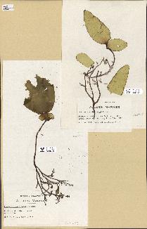 spécimen de Laminaria rodriguezii
