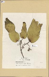 spécimen de Laminaria rodriguezii