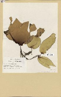 spécimen de Laminaria rodriguezii