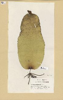 spécimen de Laminaria rodriguezii