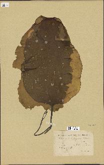 spécimen de Laminaria rodriguezii