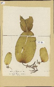 spécimen de Laminaria rodriguezii