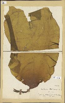 spécimen de Laminaria rodriguezii