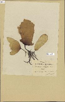 spécimen de Laminaria rodriguezii