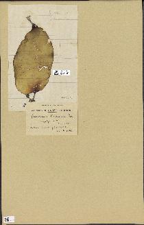 spécimen de Laminaria rodriguezii
