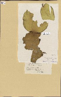 spécimen de Laminaria rodriguezii