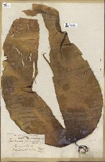 spécimen de Laminaria platymeris