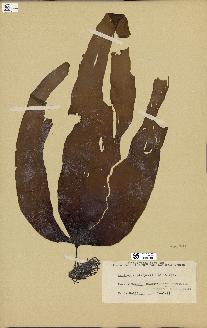 spécimen de Laminaria platymeris