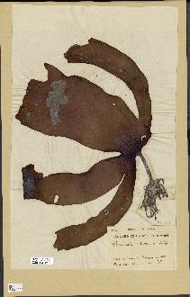 spécimen de Laminaria ochroleuca