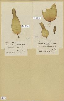 spécimen de Laminaria ochroleuca