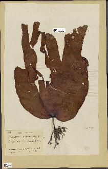spécimen de Laminaria ochroleuca