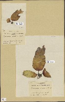 spécimen de Laminaria ochroleuca