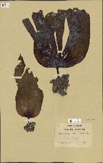 spécimen de Laminaria ochroleuca