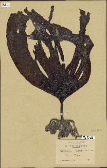spécimen de Laminaria ochroleuca
