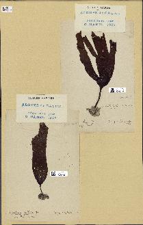 spécimen de Laminaria ochroleuca