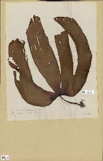 spécimen de Laminaria ochroleuca