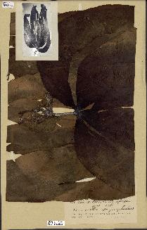 spécimen de Laminaria ochroleuca