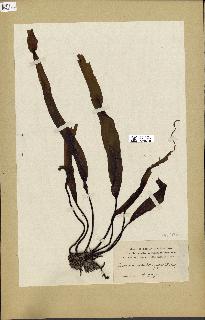 spécimen de Laminaria longipes