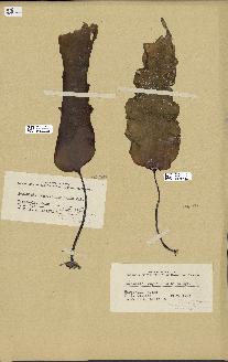 spécimen de Laminaria longicruris