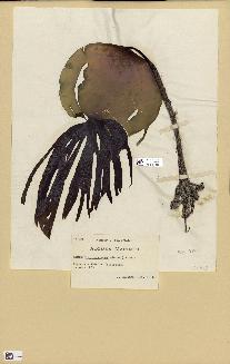 spécimen de Laminaria hyperborea