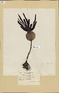 spécimen de Laminaria hyperborea