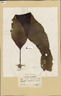 spécimen de Laminaria hyperborea