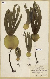 spécimen de Laminaria hyperborea