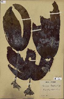 spécimen de Laminaria hyperborea