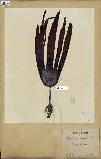 spécimen de Laminaria hyperborea