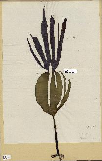 spécimen de Laminaria hyperborea