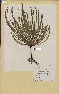 spécimen de Laminaria hyperborea