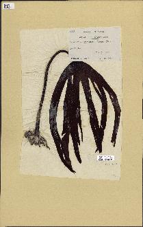 spécimen de Laminaria hyperborea