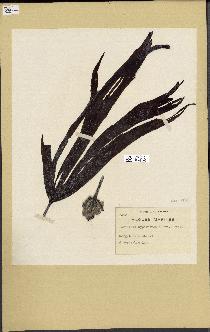 spécimen de Laminaria hyperborea