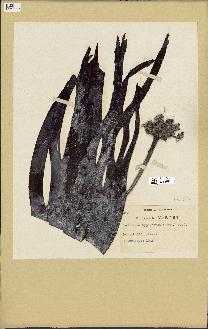 spécimen de Laminaria hyperborea