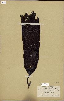 spécimen de Laminaria farlowii