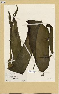 spécimen de Laminaria ephemera