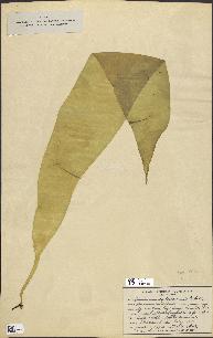 spécimen de Laminaria ephemera