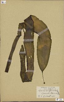 spécimen de Laminaria ephemera