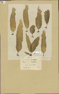 spécimen de Laminaria digitata