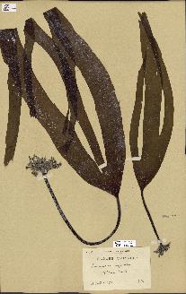 spécimen de Laminaria digitata