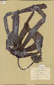 spécimen de Laminaria digitata