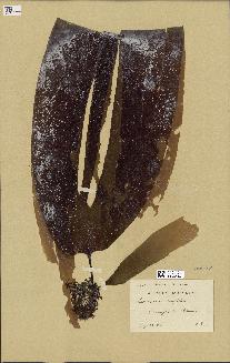 spécimen de Laminaria digitata