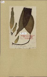 spécimen de Laminaria digitata