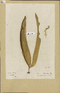 spécimen de Laminaria digitata
