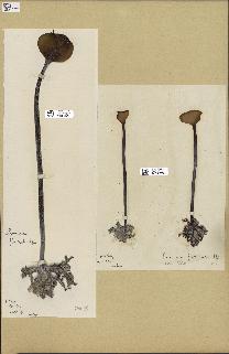 spécimen de Laminaria digitata