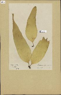spécimen de Laminaria digitata
