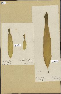 spécimen de Laminaria digitata