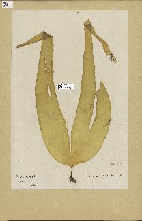 spécimen de Laminaria digitata